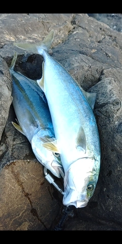 ハマチの釣果