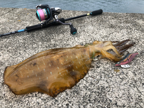 アオリイカの釣果