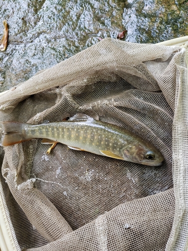 イワナの釣果