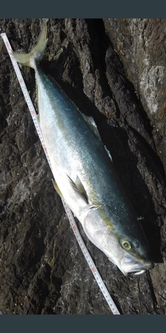 メジロの釣果