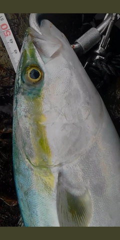 ハマチの釣果