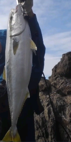 メジロの釣果