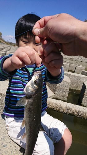 ウグイの釣果