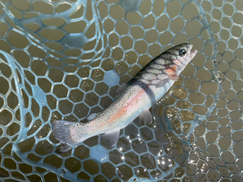 ニジマスの釣果