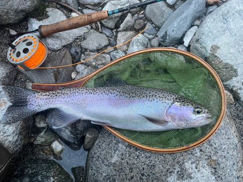 ニジマスの釣果