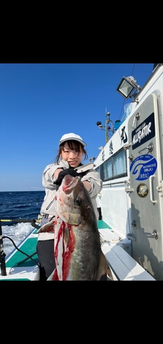 カンパチの釣果