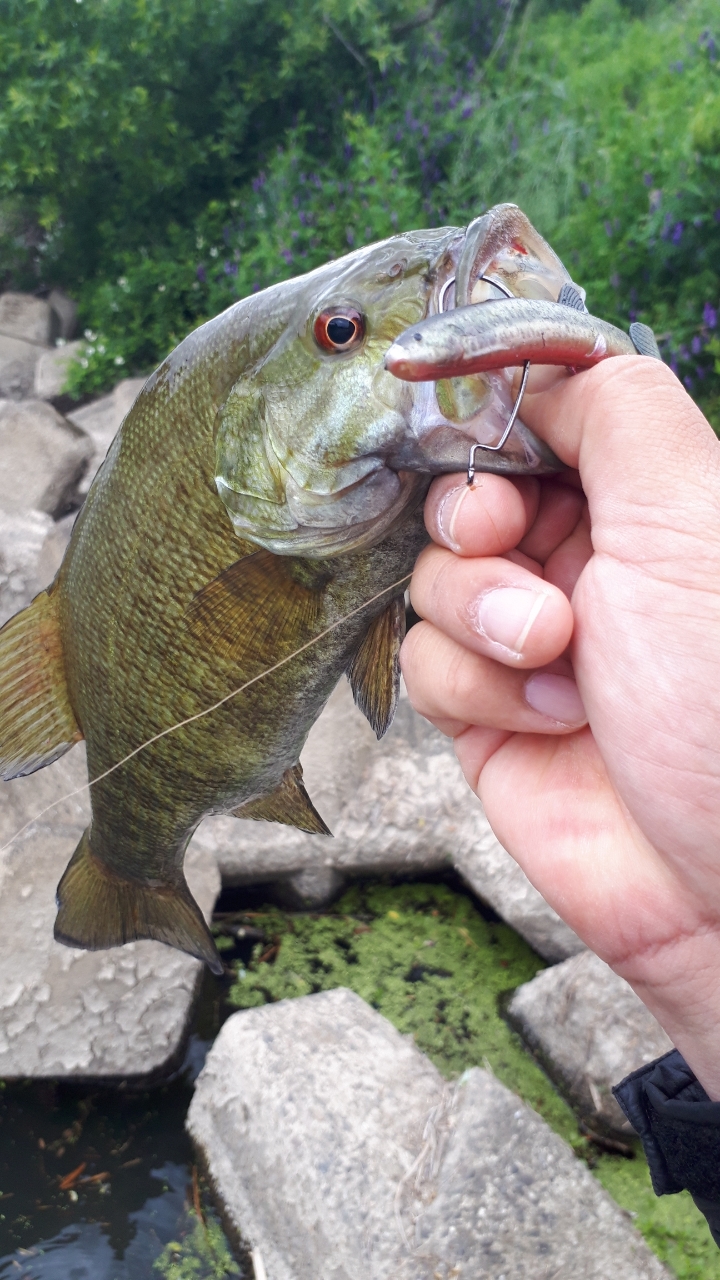 スモールマウスバス