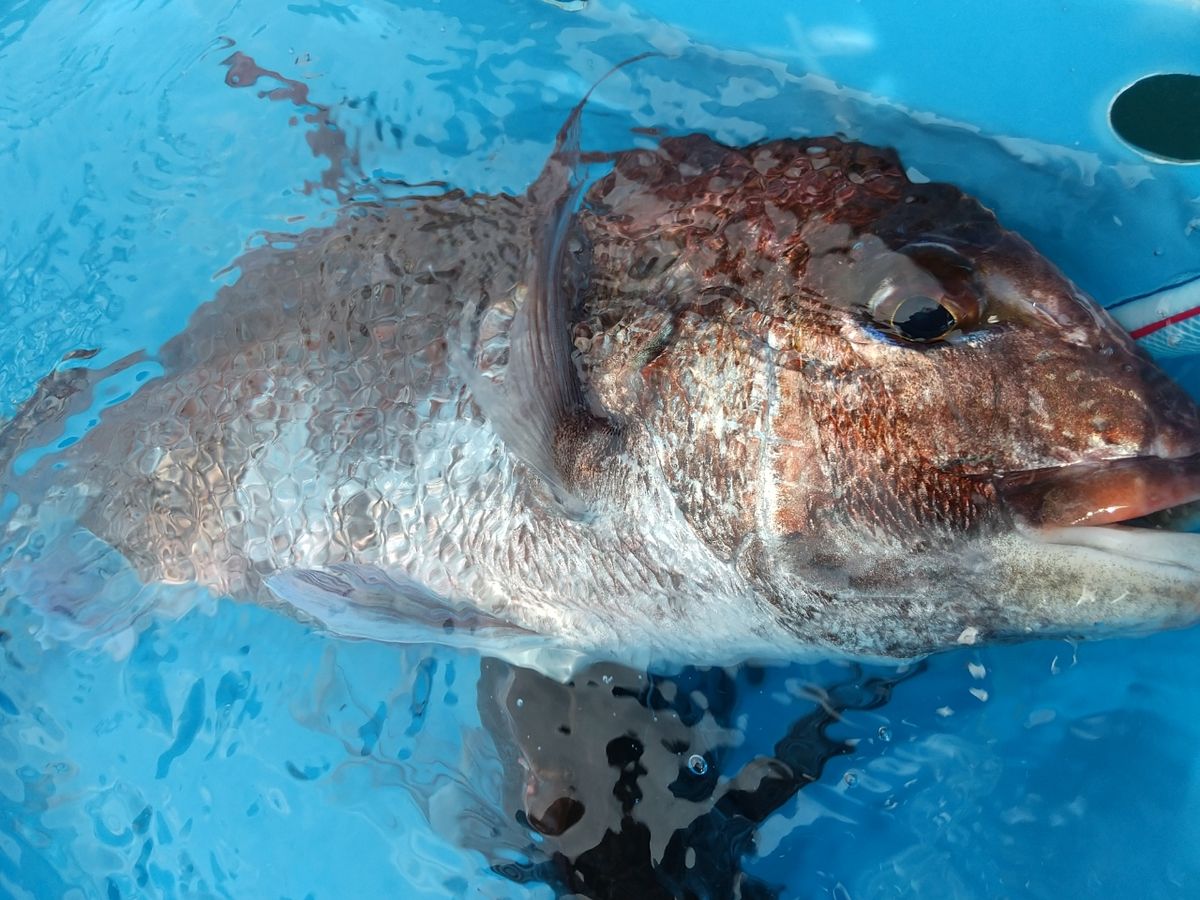 マグ次郎🐟️さんの釣果 2枚目の画像