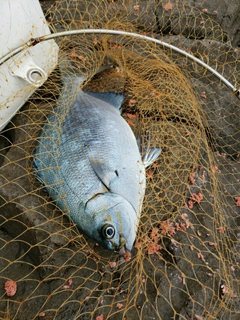 クロの釣果