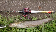 ナマズの釣果