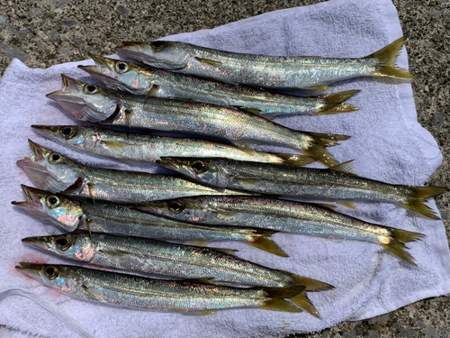 カマスの釣果