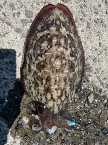 コウイカの釣果