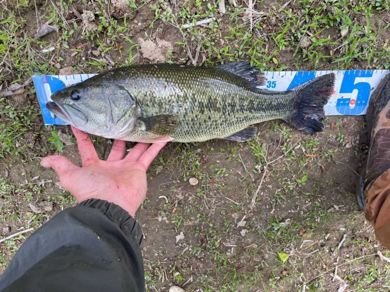 ブラックバス・ヘラブナの釣果写真