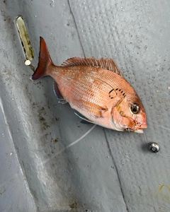 タイの釣果