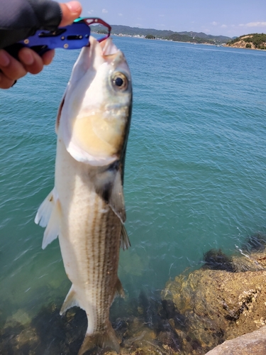 ボラの釣果