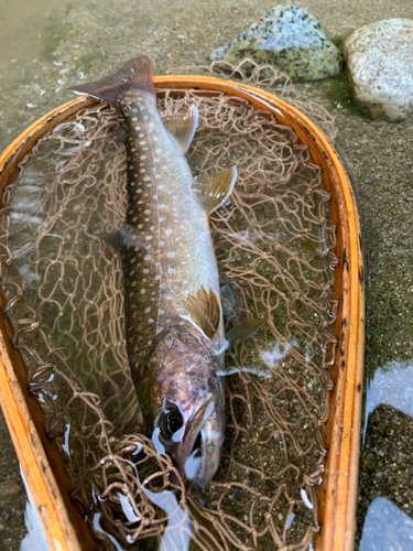 イワナの釣果