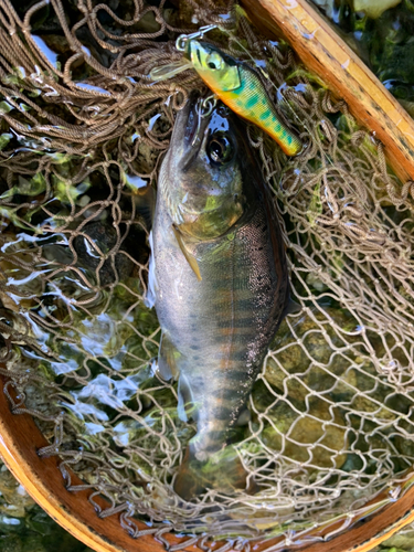 ヤマメの釣果