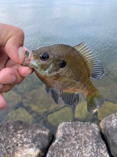 ブルーギルの釣果