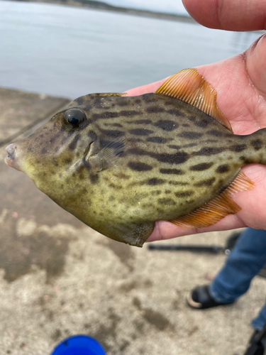 カワハギの釣果