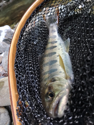 アマゴの釣果