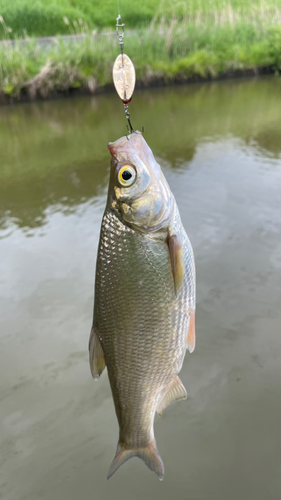 ワタカの釣果