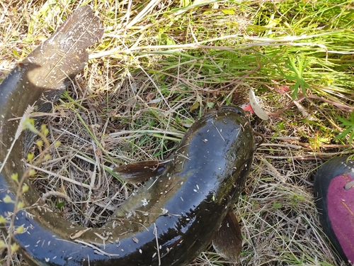 ナマズの釣果