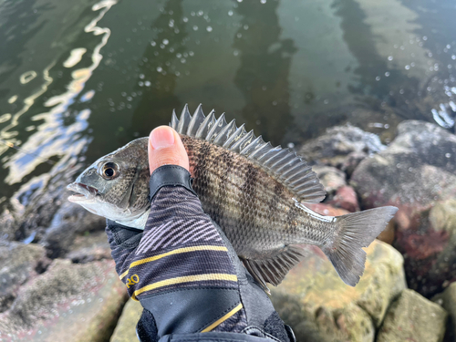 チヌの釣果