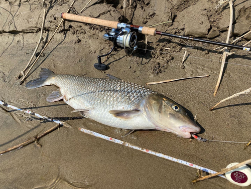 ニゴイの釣果