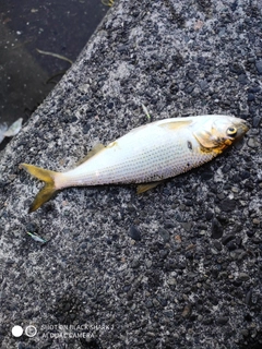 コノシロの釣果