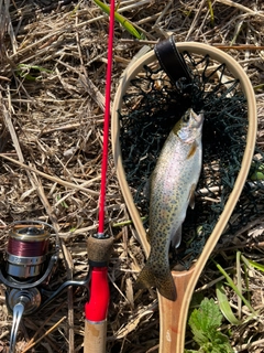 ニジマスの釣果