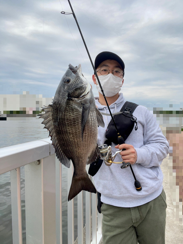 チヌの釣果