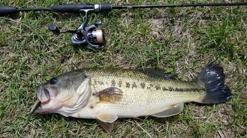 ラージマウスバスの釣果