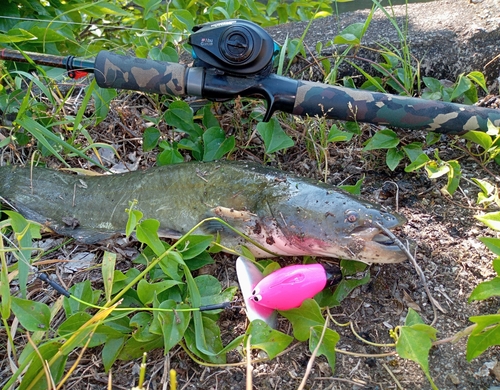 ナマズの釣果