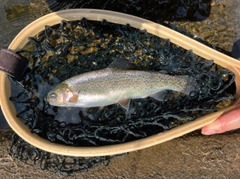 ニジマスの釣果