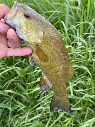 スモールマウスバスの釣果