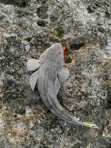 ミナミマゴチの釣果