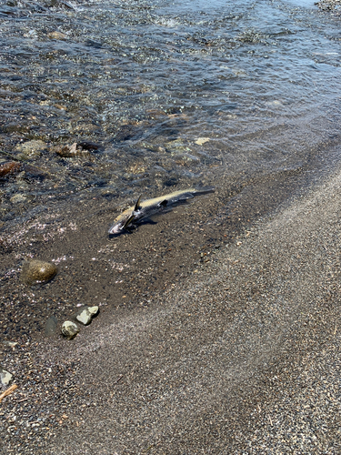 ニゴイの釣果