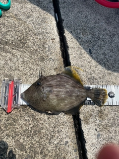 カワハギの釣果
