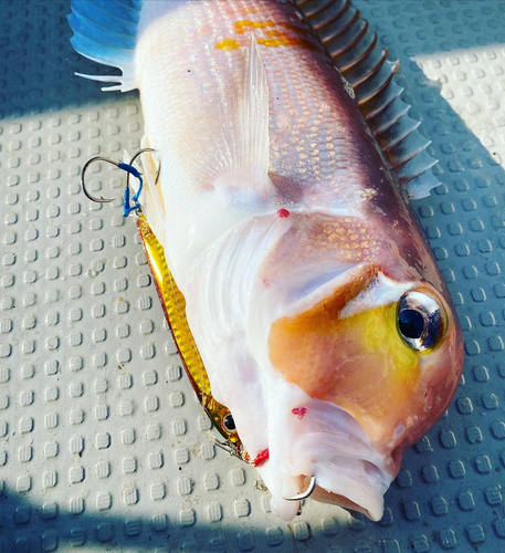 アマダイの釣果