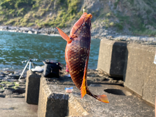 ベラの釣果