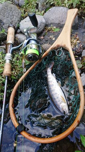 ヤマメの釣果