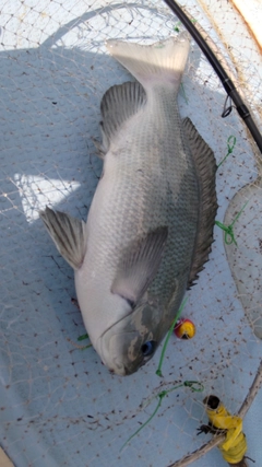クチブトグレの釣果
