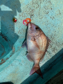 レンコダイの釣果