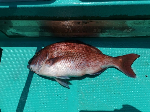 マダイの釣果