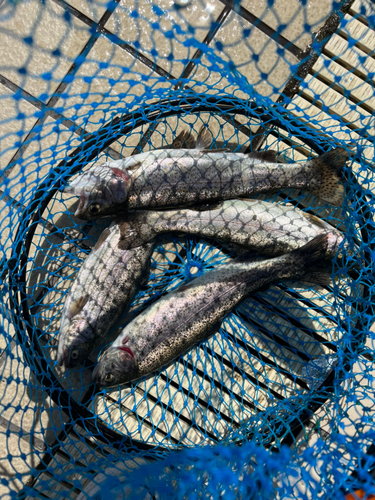 ニジマスの釣果