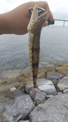 ミナミアカエソの釣果