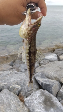 ミナミアカエソの釣果