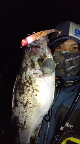 クロソイの釣果