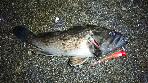 クロソイの釣果