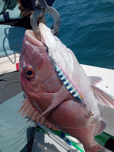 マダイの釣果